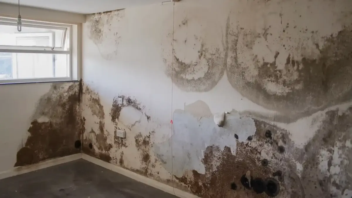 Wall leak detection Westminster CO &mdash; copper pipe pinhole thermal imaging drywall moisture Cotton Creek Trendwood Walnut Grove Westminster